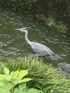 近所の川によくいる鷺